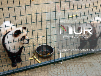 Visitors view a dog painted to look like a panda in Yichang, Hubei province, China, on November 9, 2024. The scenic spot also hangs a sign:...