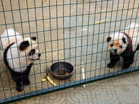 Visitors view a dog painted to look like a panda in Yichang, Hubei province, China, on November 9, 2024. The scenic spot also hangs a sign:...