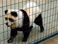 Visitors view a dog painted to look like a panda in Yichang, Hubei province, China, on November 9, 2024. The scenic spot also hangs a sign:...