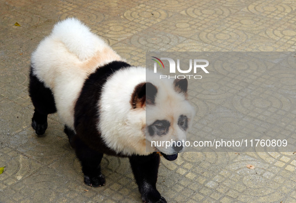 Visitors view a dog painted to look like a panda in Yichang, Hubei province, China, on November 9, 2024. The scenic spot also hangs a sign:...