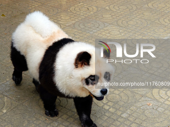 Visitors view a dog painted to look like a panda in Yichang, Hubei province, China, on November 9, 2024. The scenic spot also hangs a sign:...