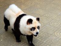 Visitors view a dog painted to look like a panda in Yichang, Hubei province, China, on November 9, 2024. The scenic spot also hangs a sign:...