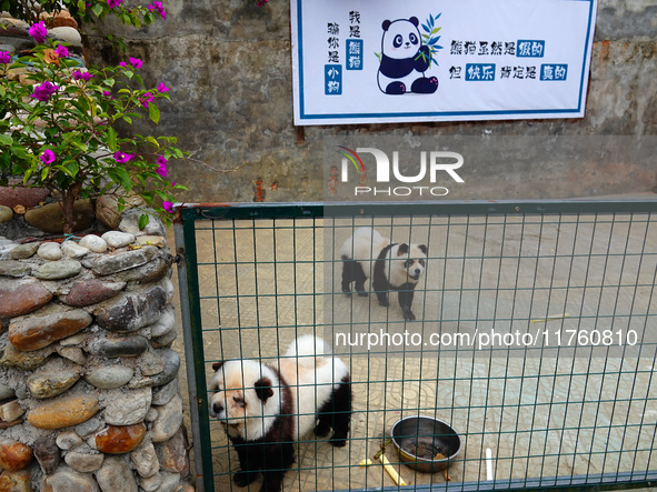 Visitors view a dog painted to look like a panda in Yichang, Hubei province, China, on November 9, 2024. The scenic spot also hangs a sign:...