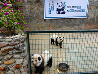 Visitors view a dog painted to look like a panda in Yichang, Hubei province, China, on November 9, 2024. The scenic spot also hangs a sign:...