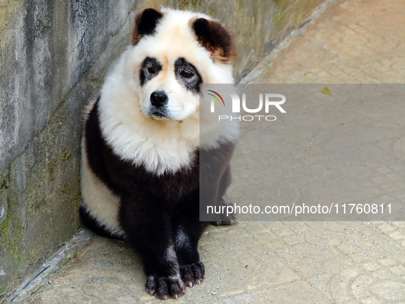 Visitors view a dog painted to look like a panda in Yichang, Hubei province, China, on November 9, 2024. The scenic spot also hangs a sign:...