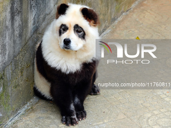 Visitors view a dog painted to look like a panda in Yichang, Hubei province, China, on November 9, 2024. The scenic spot also hangs a sign:...