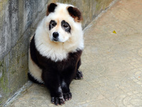 Visitors view a dog painted to look like a panda in Yichang, Hubei province, China, on November 9, 2024. The scenic spot also hangs a sign:...