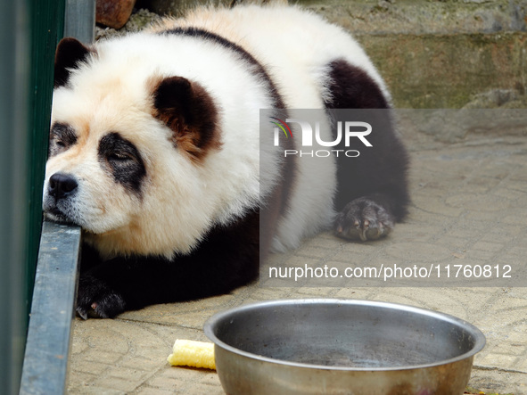 Visitors view a dog painted to look like a panda in Yichang, Hubei province, China, on November 9, 2024. The scenic spot also hangs a sign:...