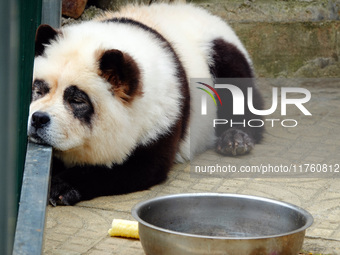 Visitors view a dog painted to look like a panda in Yichang, Hubei province, China, on November 9, 2024. The scenic spot also hangs a sign:...