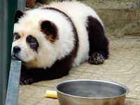 Visitors view a dog painted to look like a panda in Yichang, Hubei province, China, on November 9, 2024. The scenic spot also hangs a sign:...