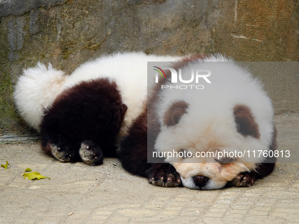 Visitors view a dog painted to look like a panda in Yichang, Hubei province, China, on November 9, 2024. The scenic spot also hangs a sign:...