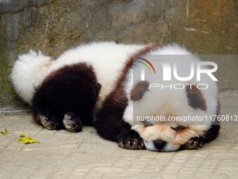 Visitors view a dog painted to look like a panda in Yichang, Hubei province, China, on November 9, 2024. The scenic spot also hangs a sign:...