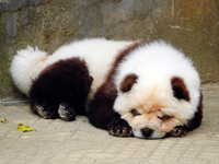 Visitors view a dog painted to look like a panda in Yichang, Hubei province, China, on November 9, 2024. The scenic spot also hangs a sign:...