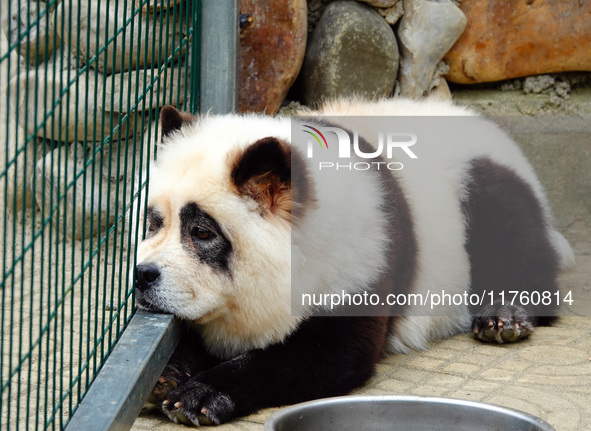 Visitors view a dog painted to look like a panda in Yichang, Hubei province, China, on November 9, 2024. The scenic spot also hangs a sign:...