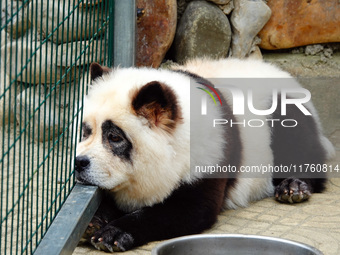 Visitors view a dog painted to look like a panda in Yichang, Hubei province, China, on November 9, 2024. The scenic spot also hangs a sign:...