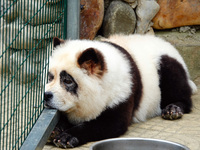 Visitors view a dog painted to look like a panda in Yichang, Hubei province, China, on November 9, 2024. The scenic spot also hangs a sign:...