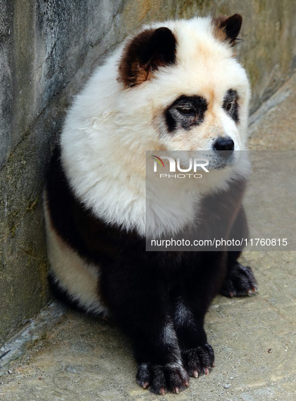 Visitors view a dog painted to look like a panda in Yichang, Hubei province, China, on November 9, 2024. The scenic spot also hangs a sign:...