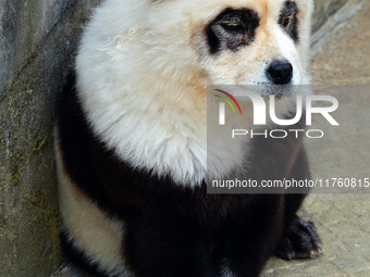 Visitors view a dog painted to look like a panda in Yichang, Hubei province, China, on November 9, 2024. The scenic spot also hangs a sign:...