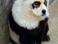 Visitors view a dog painted to look like a panda in Yichang, Hubei province, China, on November 9, 2024. The scenic spot also hangs a sign:...