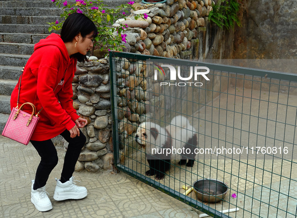 Visitors view a dog painted to look like a panda in Yichang, Hubei province, China, on November 9, 2024. The scenic spot also hangs a sign:...