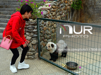 Visitors view a dog painted to look like a panda in Yichang, Hubei province, China, on November 9, 2024. The scenic spot also hangs a sign:...