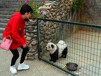 Visitors view a dog painted to look like a panda in Yichang, Hubei province, China, on November 9, 2024. The scenic spot also hangs a sign:...