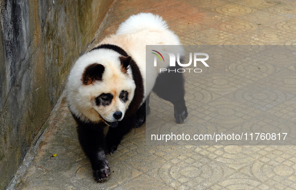 Visitors view a dog painted to look like a panda in Yichang, Hubei province, China, on November 9, 2024. The scenic spot also hangs a sign:...