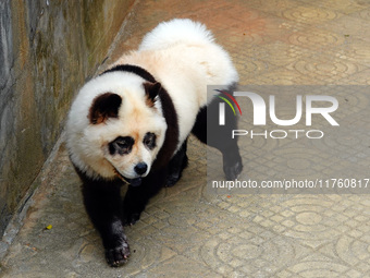 Visitors view a dog painted to look like a panda in Yichang, Hubei province, China, on November 9, 2024. The scenic spot also hangs a sign:...