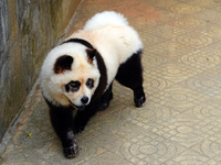 Visitors view a dog painted to look like a panda in Yichang, Hubei province, China, on November 9, 2024. The scenic spot also hangs a sign:...