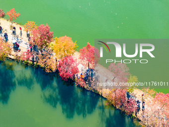 People enjoy the scenery on the Crescent embankment of Zhongshan Botanical Garden in Nanjing, China, on November 10, 2024. (