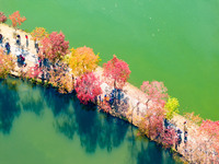 People enjoy the scenery on the Crescent embankment of Zhongshan Botanical Garden in Nanjing, China, on November 10, 2024. (