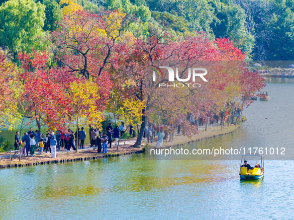 People enjoy the scenery on the Crescent embankment of Zhongshan Botanical Garden in Nanjing, China, on November 10, 2024. 