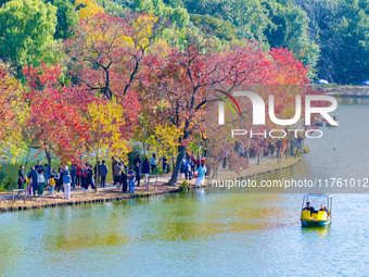 People enjoy the scenery on the Crescent embankment of Zhongshan Botanical Garden in Nanjing, China, on November 10, 2024. (