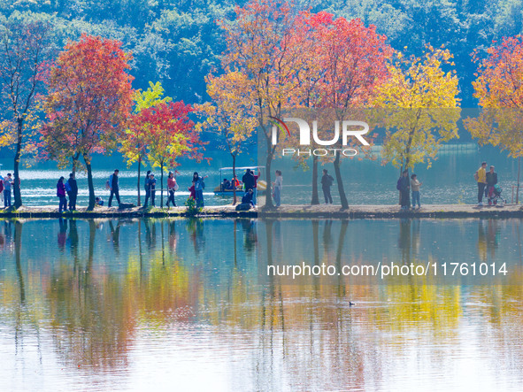 People enjoy the scenery on the Crescent embankment of Zhongshan Botanical Garden in Nanjing, China, on November 10, 2024. 