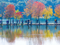 People enjoy the scenery on the Crescent embankment of Zhongshan Botanical Garden in Nanjing, China, on November 10, 2024. (