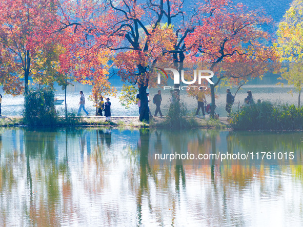 People enjoy the scenery on the Crescent embankment of Zhongshan Botanical Garden in Nanjing, China, on November 10, 2024. 