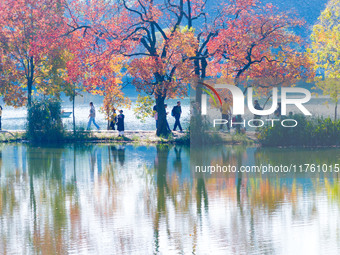 People enjoy the scenery on the Crescent embankment of Zhongshan Botanical Garden in Nanjing, China, on November 10, 2024. (