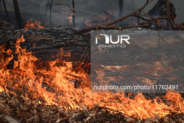 A wildfire impacts several forests in the area on Sunday morning in New York State as it is announced that a New York State parks employee w...