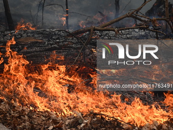 A wildfire impacts several forests in the area on Sunday morning in New York State as it is announced that a New York State parks employee w...