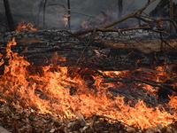 A wildfire impacts several forests in the area on Sunday morning in New York State as it is announced that a New York State parks employee w...