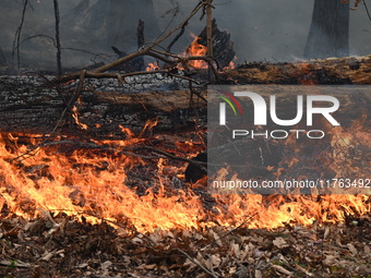 A wildfire impacts several forests in the area on Sunday morning in New York State as it is announced that a New York State parks employee w...