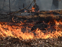 A wildfire impacts several forests in the area on Sunday morning in New York State as it is announced that a New York State parks employee w...