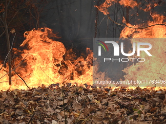 A wildfire impacts several forests in the area on Sunday morning in New York State as it is announced that a New York State parks employee w...