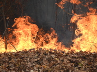 A wildfire impacts several forests in the area on Sunday morning in New York State as it is announced that a New York State parks employee w...