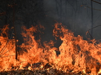 A wildfire impacts several forests in the area on Sunday morning in New York State as it is announced that a New York State parks employee w...