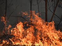 A wildfire impacts several forests in the area on Sunday morning in New York State as it is announced that a New York State parks employee w...