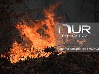 A wildfire impacts several forests in the area on Sunday morning in New York State as it is announced that a New York State parks employee w...