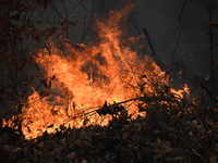 A wildfire impacts several forests in the area on Sunday morning in New York State as it is announced that a New York State parks employee w...