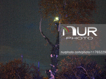 Two 'ecureuils' still stand in a mutilated plane tree. The gendarmerie blocks access to one of the rivers of the Canal du Midi to expel 'ecu...