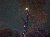 Two 'ecureuils' still stand in a mutilated plane tree. The gendarmerie blocks access to one of the rivers of the Canal du Midi to expel 'ecu...